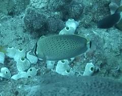 Chaetodon guttatissimus