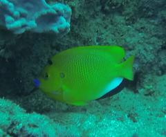 Apolemichthys trimaculatus