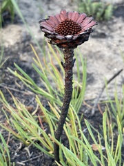 Protea angustata