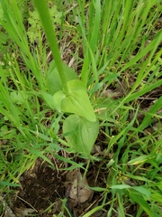 Doronicum plantagineum