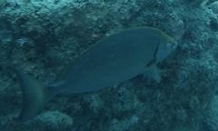 Siganus sutor