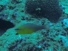 Ostorhinchus apogonoides