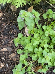 Lamium purpureum