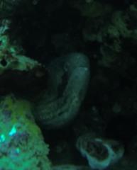 Gymnothorax breedeni