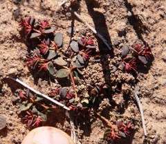 Euphorbia inaequilatera