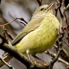 Leiothlypis celata