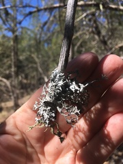 Pseudevernia consocians