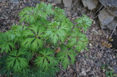 Aconitum kusnezoffii