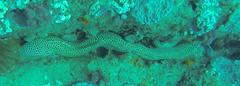 Gymnothorax favagineus