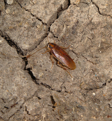 Ischnoptera bilunata