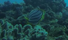 Chaetodon meyeri
