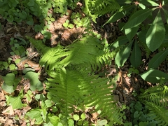 Matteuccia struthiopteris