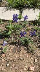 Lupinus texensis