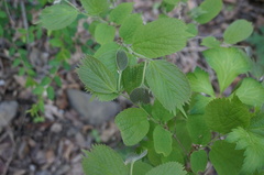 Celtis koraiensis