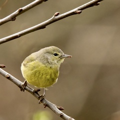 Leiothlypis celata