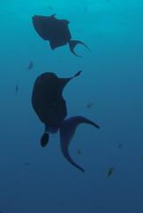 Odonus niger