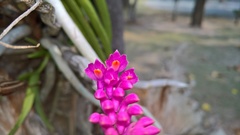 Dendrobium secundum