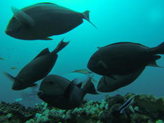 Acanthurus mata