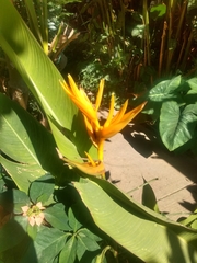 Heliconia × nickeriensis