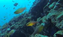 Ostorhinchus apogonoides