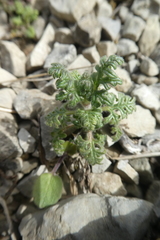 Teucrium botrys