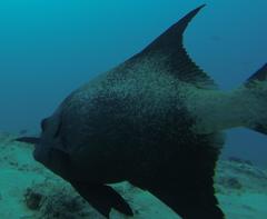 Oplegnathus robinsoni