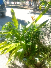 Heliconia × nickeriensis