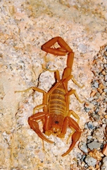 Centruroides exilicauda