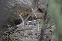 Heremites auratus
