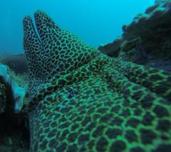 Gymnothorax favagineus