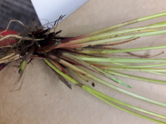 Isolepis distigmatosa