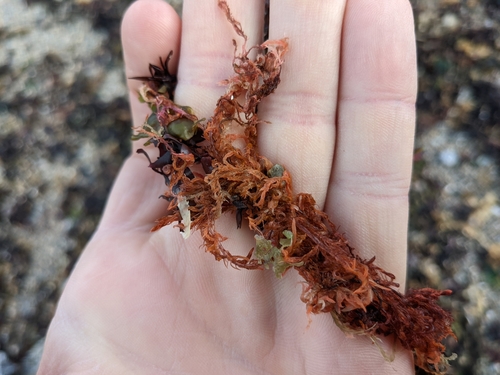 Image of Bonnemaisonia hamifera by (c) Zac Peterson, some rights reserved (CC BY)