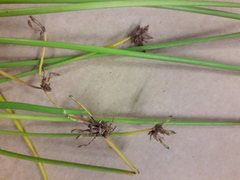 Isolepis distigmatosa