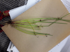 Isolepis distigmatosa