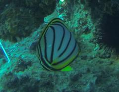 Chaetodon meyeri