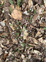 Claytonia caroliniana