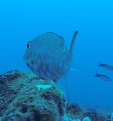 Lethrinus rubrioperculatus