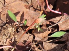 Claytonia caroliniana