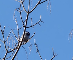 Poecile atricapillus