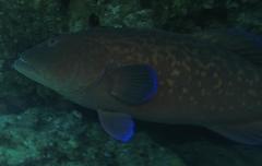 Plectropomus punctatus