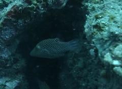 Canthigaster janthinoptera