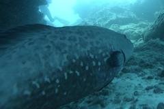 Plectropomus punctatus