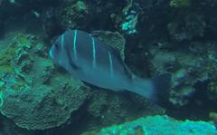 Plectorhinchus playfairi