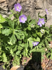 Geranium maculatum