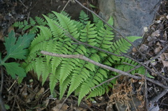 Athyrium niponicum