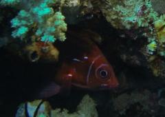 Sargocentron caudimaculatum