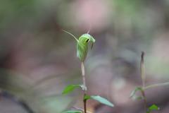 Pterostylis brumalis