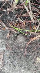 Breviceps