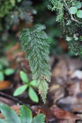 Trichomanes strictum