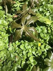 Podophyllum peltatum
